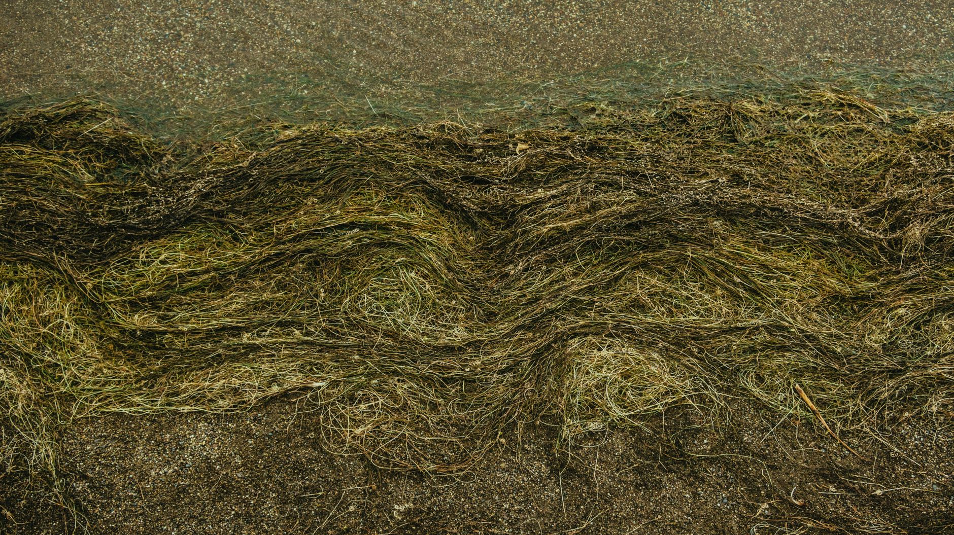 Visual illustration for cara membasmi hair algae aquascape