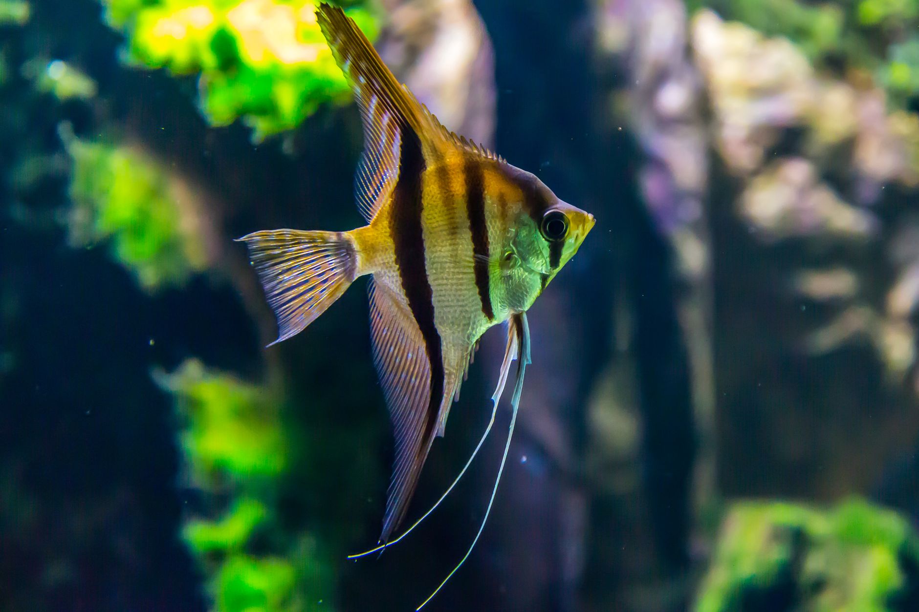Visual illustration for cara trimming tanaman aquascape tanpa co2