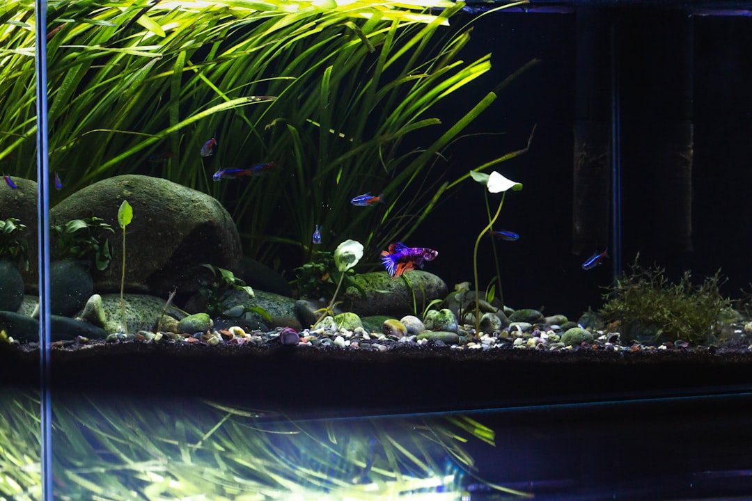 Visual illustration for mengatasi substrat aquascape berbau busuk