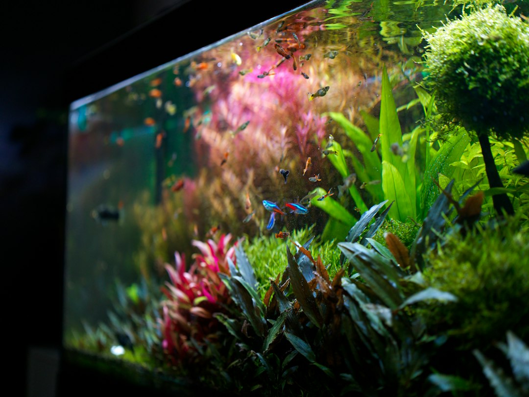 Visual illustration for menghitung lumen lampu aquascape low tech