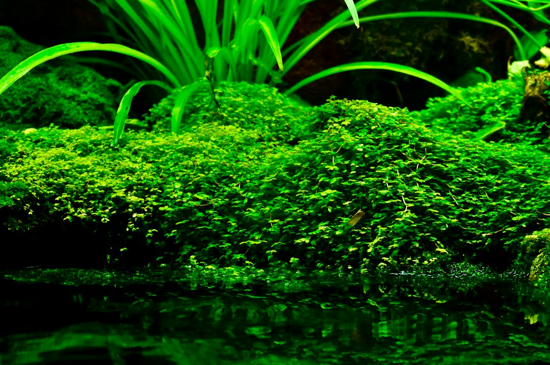 Visual illustration for paket pemula aquascape mini