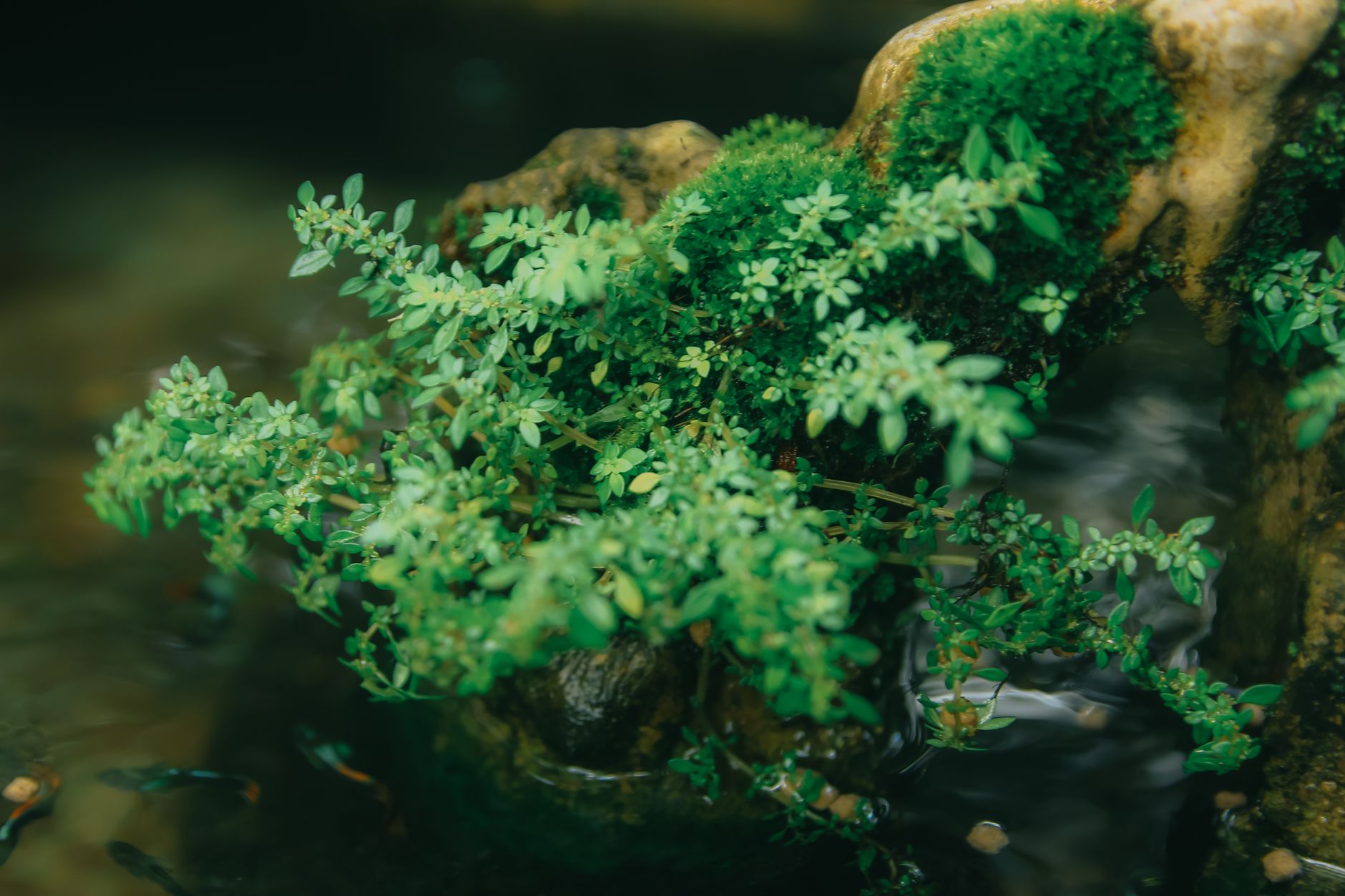 Visual illustration for siklus nitrogen aquascape nano